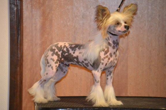 Zorrazo X Kosmic Kola