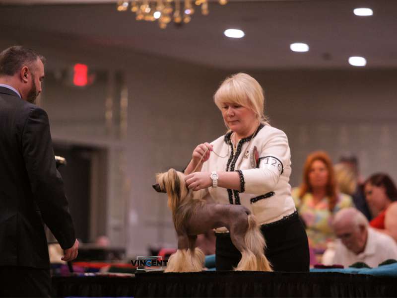 Incanto Del Mondo Image of the Dream