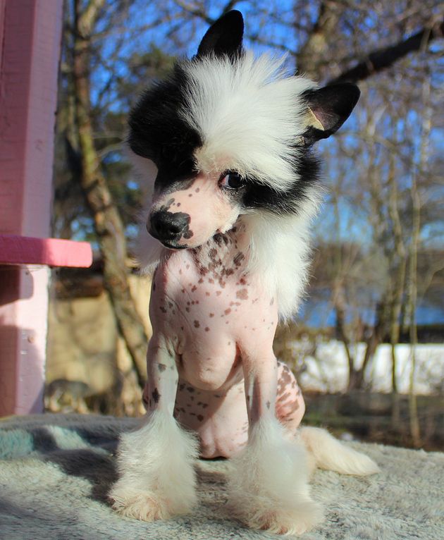 Angel O' Check  Rusalochka