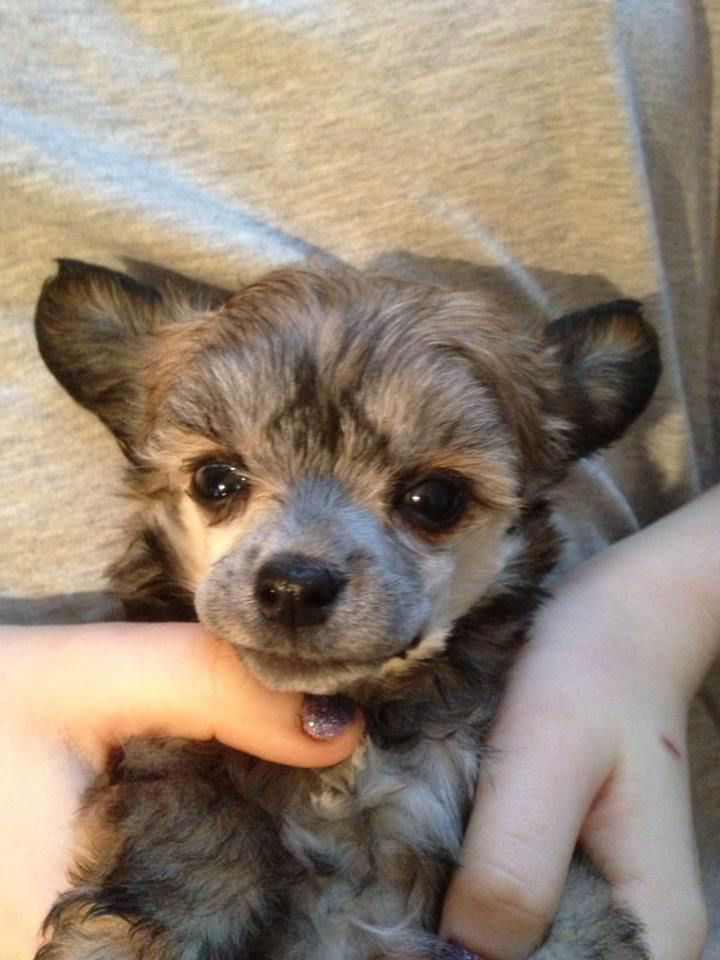 Amyfield Here comes your man