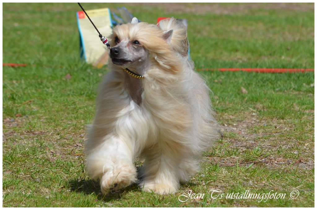 Chinespaws Brown Magic