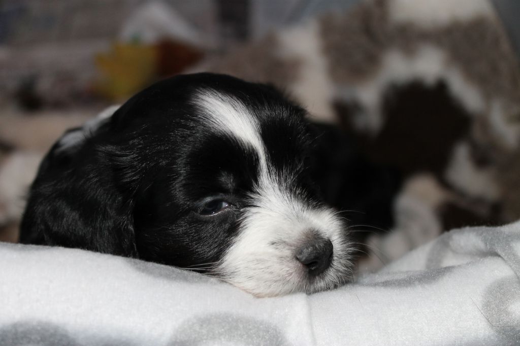 Chinespaws Mighty Mist