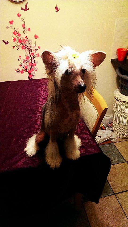 Kliwia  Exotic World FCI