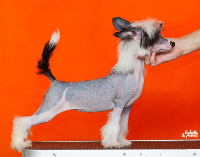 Olegro Katrin Arosha