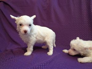 Vernisazh Dneprovskoye Solntse