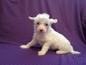 Vintazh Dneprovskoye Solntse