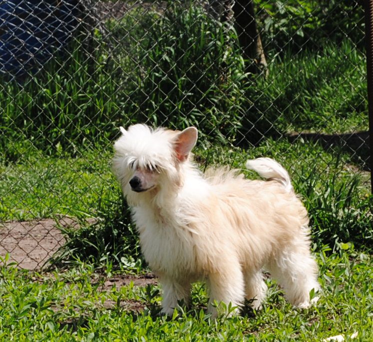 Milisenta Dom Risorto