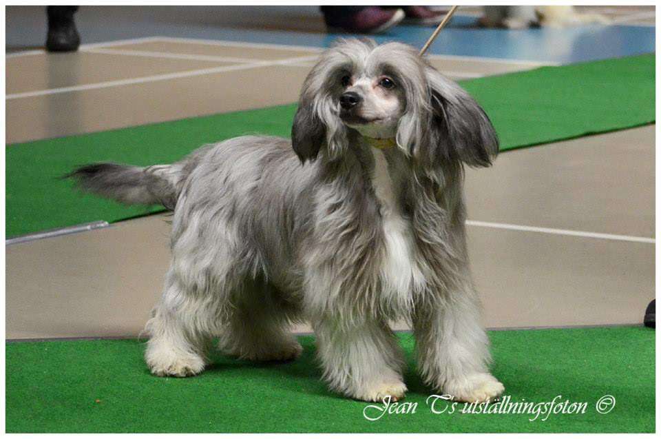 Joyera's Crested Cartman