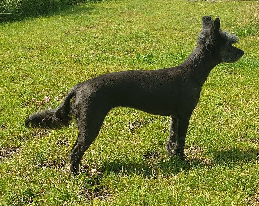 Joyera's Crested Chii-Chobits