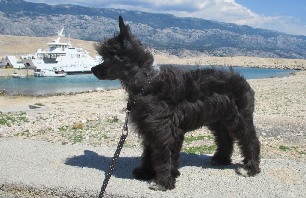 Joyera's Crested Candice White Ardlay