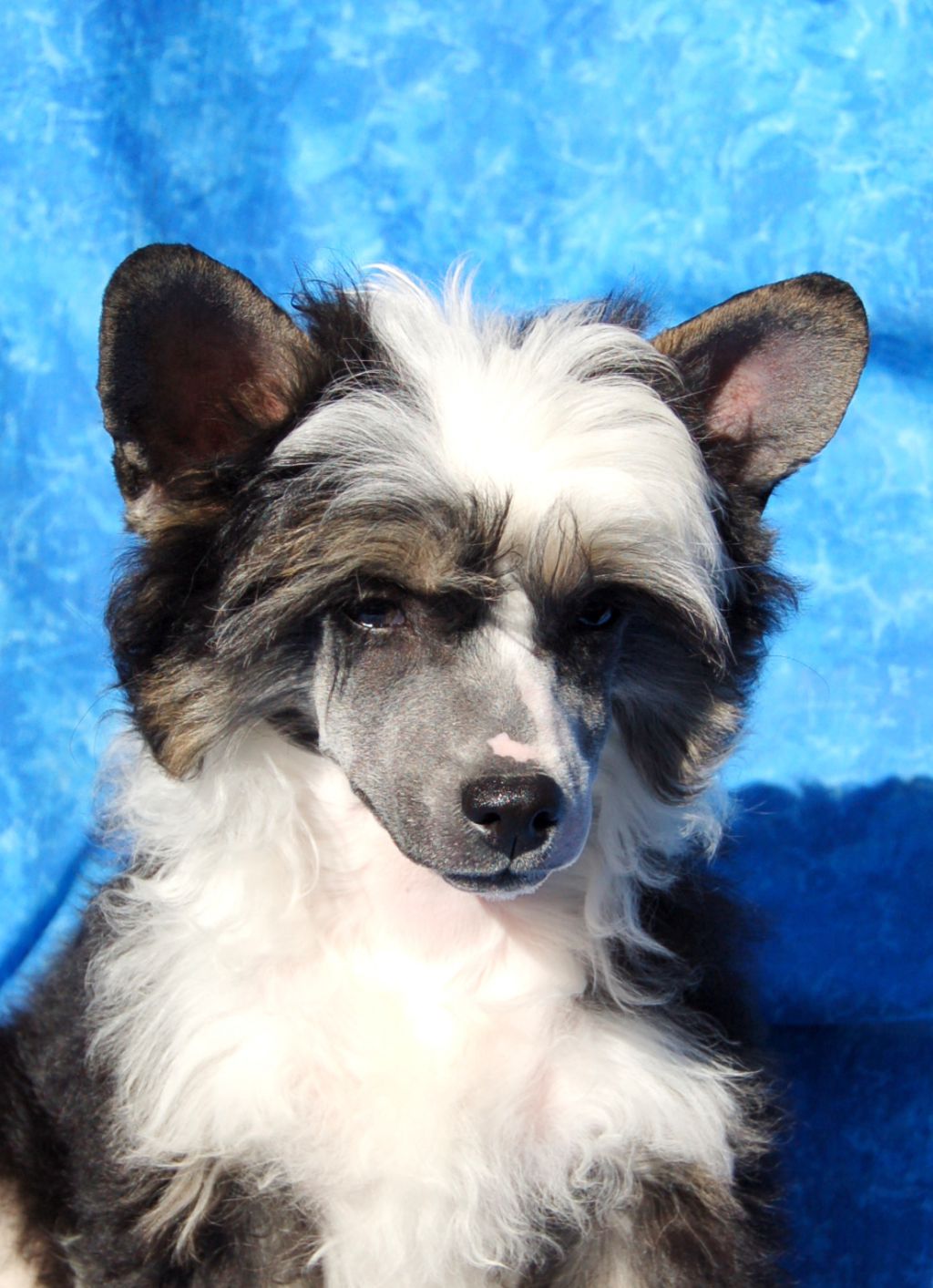 Eleandine Joy z Andelovy dlane