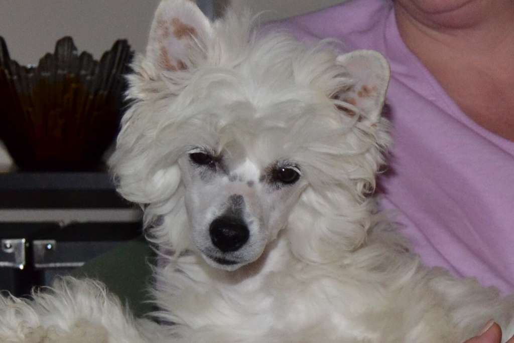 Elli White Angel z Andelovy dlane