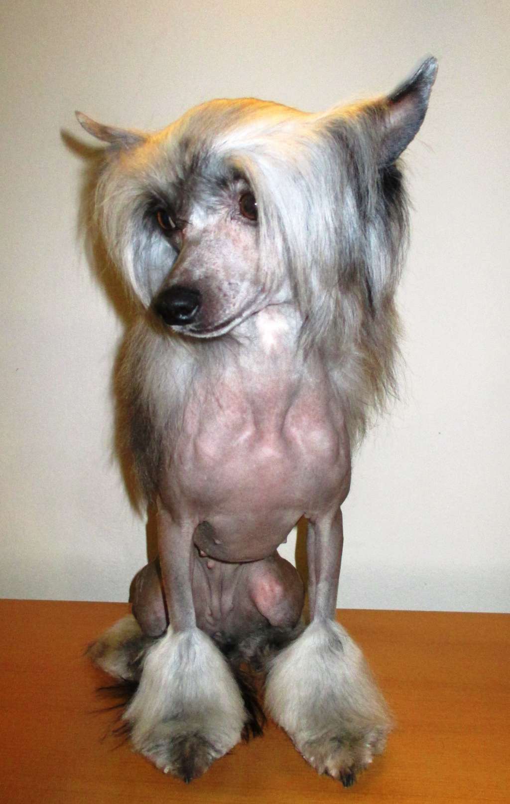 Joyera's Crested Creamy Mami