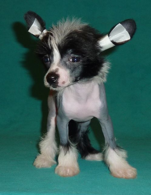 Apriori Vip Mango-Mango