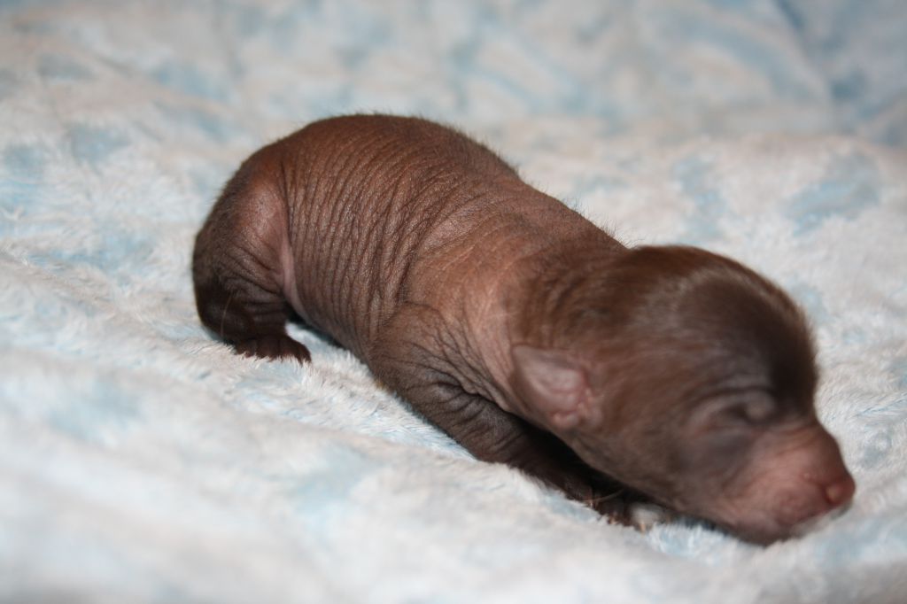 Charuyuschiy Soblazn Agata