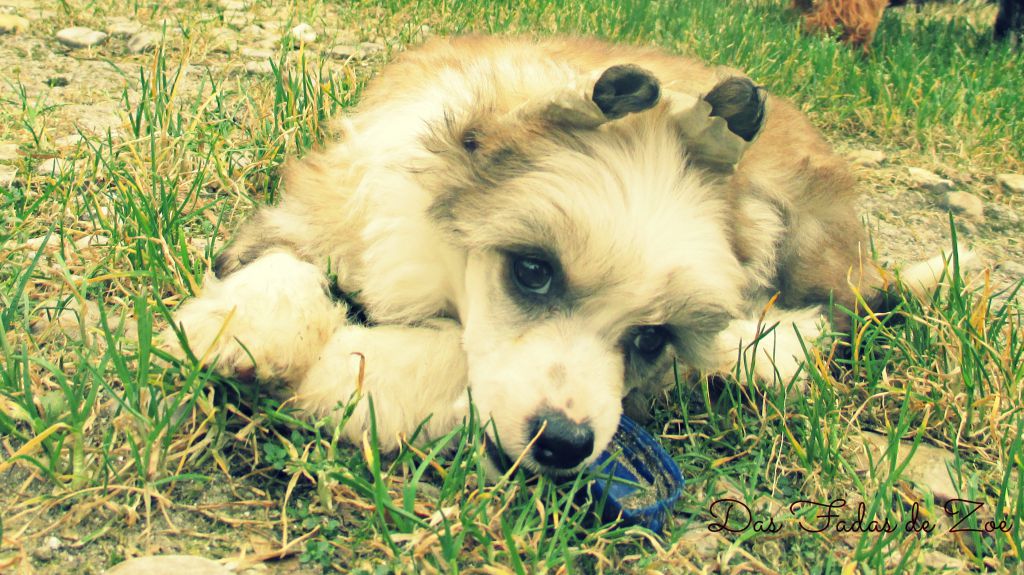 Elphie Das Fadas de Zoe