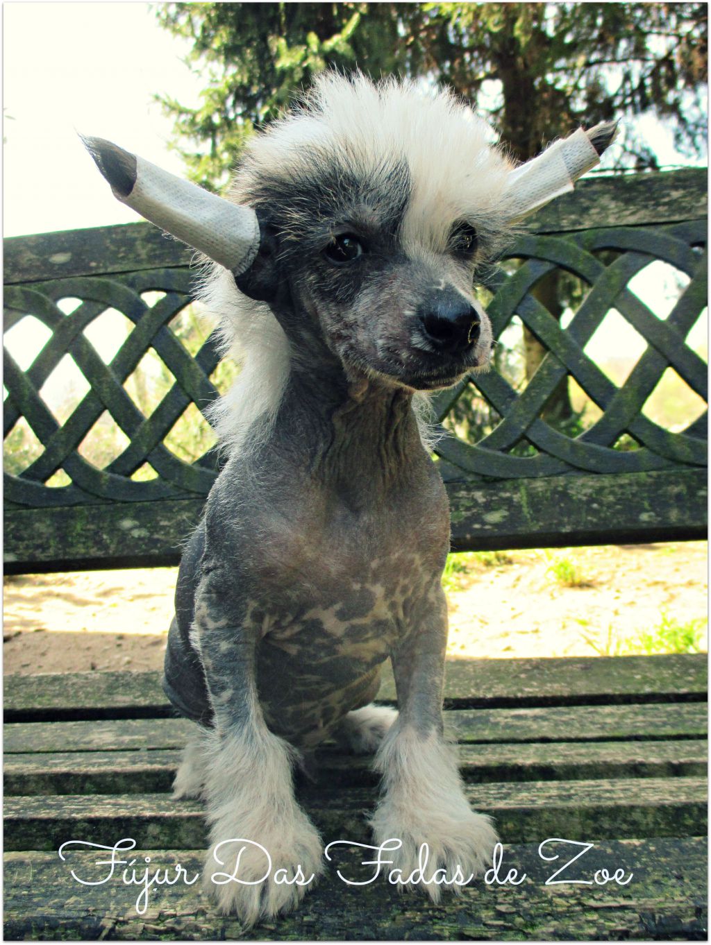 Fújur Das Fadas de Zoe