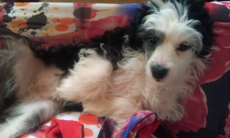 Tk's He Let Her Keep The Damn Dog