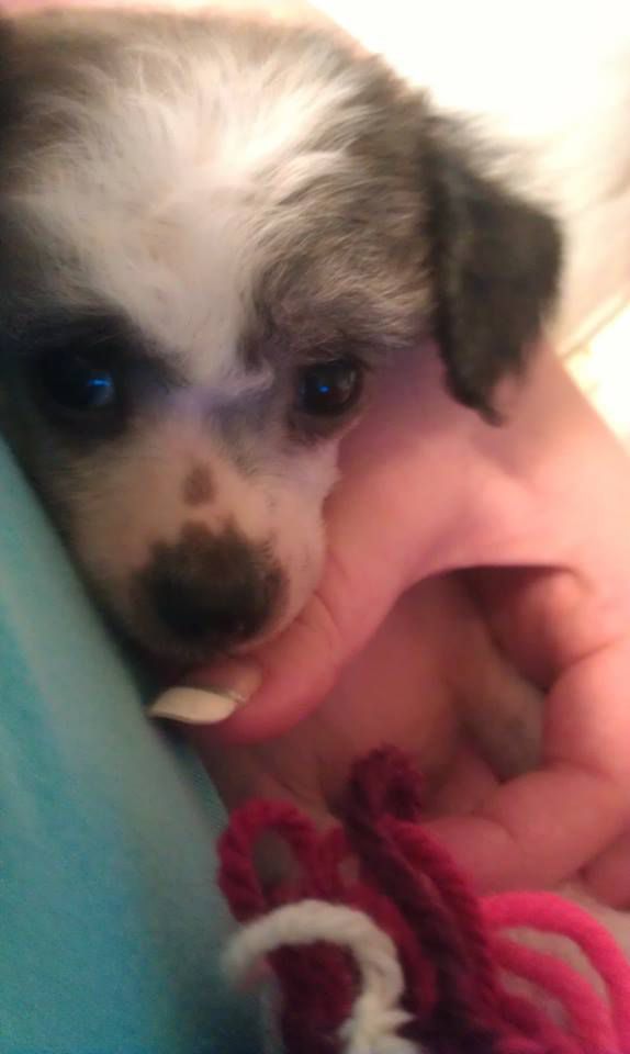 Hildebrands Whimsical Willow B