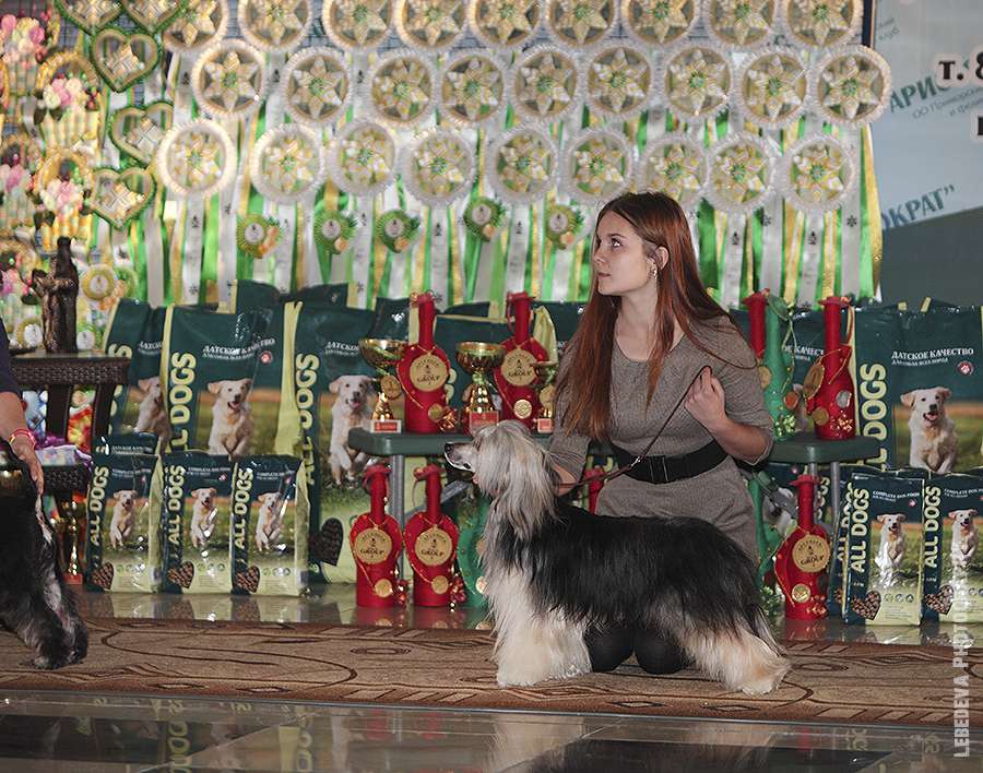 Elance Louange Salvadors Style