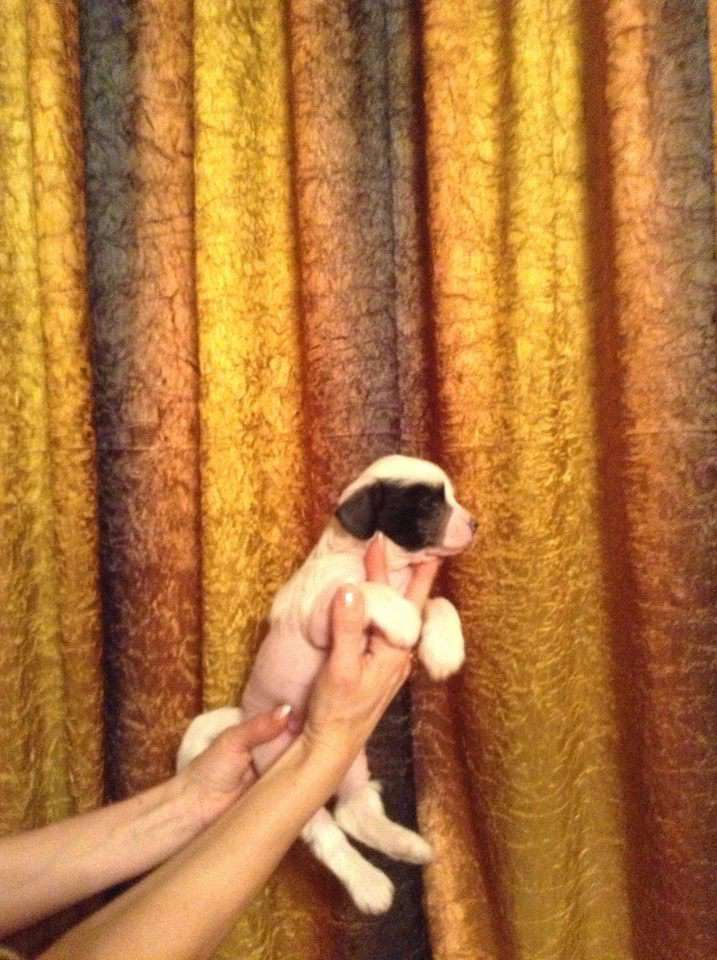 Timati Planet Of Dream