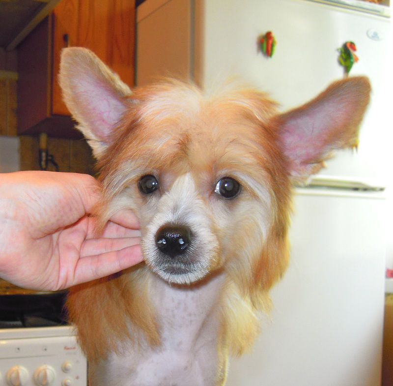 Orero Lovely Nonna Hardy