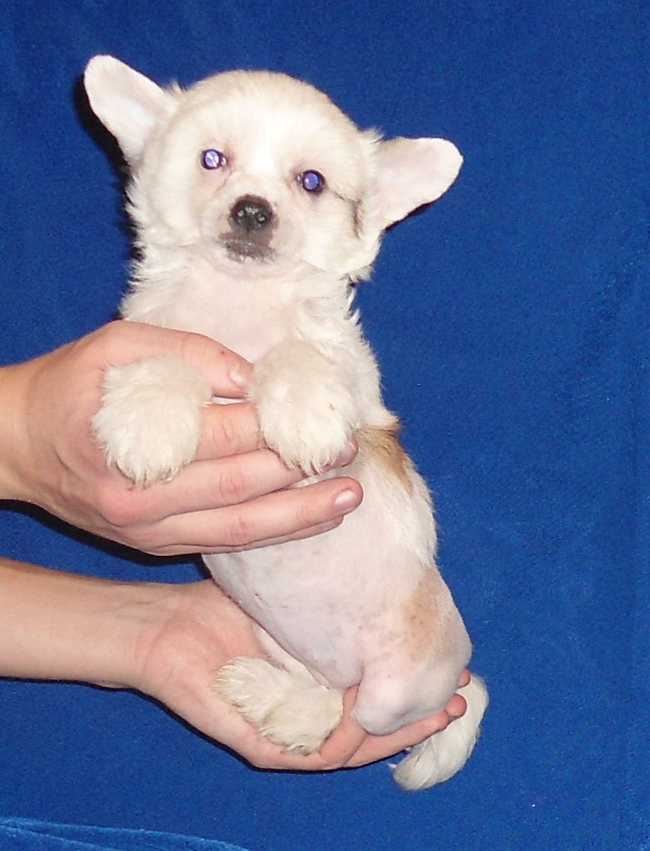 Nyu Art Osnova Osnov