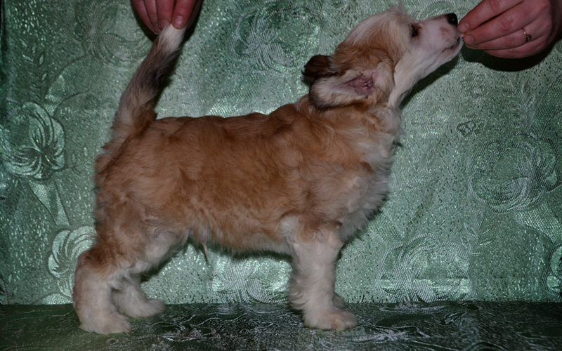 Lezhens Life Ivanhoe