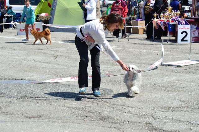 Laskovaya Night Aphelion