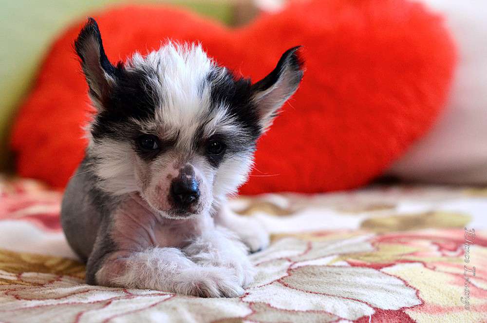 Little Black Beauty Adilia