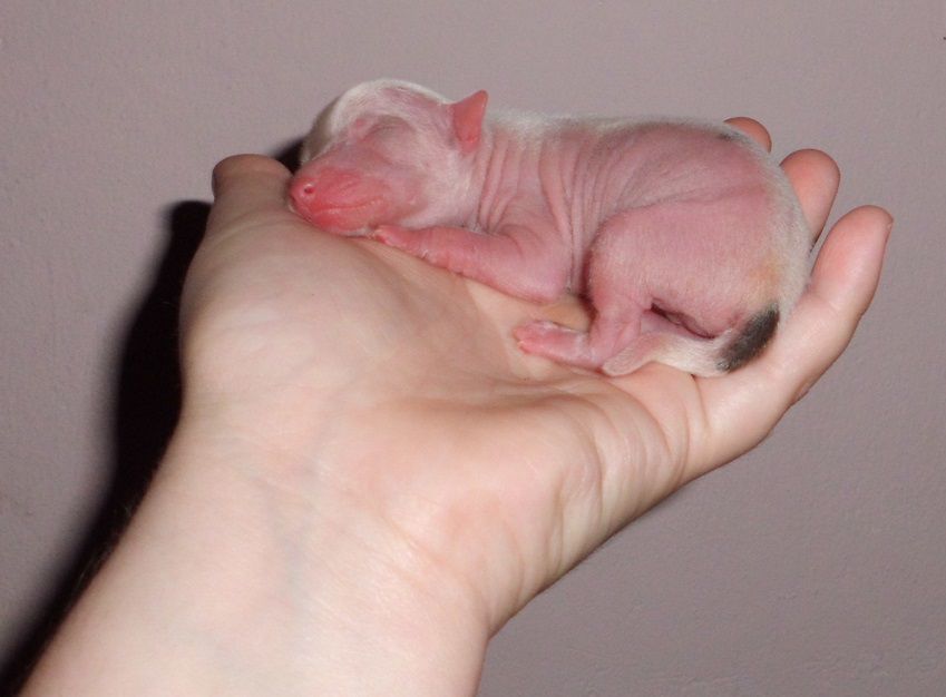 Magic Horse de L'Essence de Mon Tout