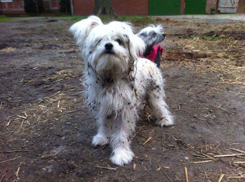 Little Crazy Cresteds Campari