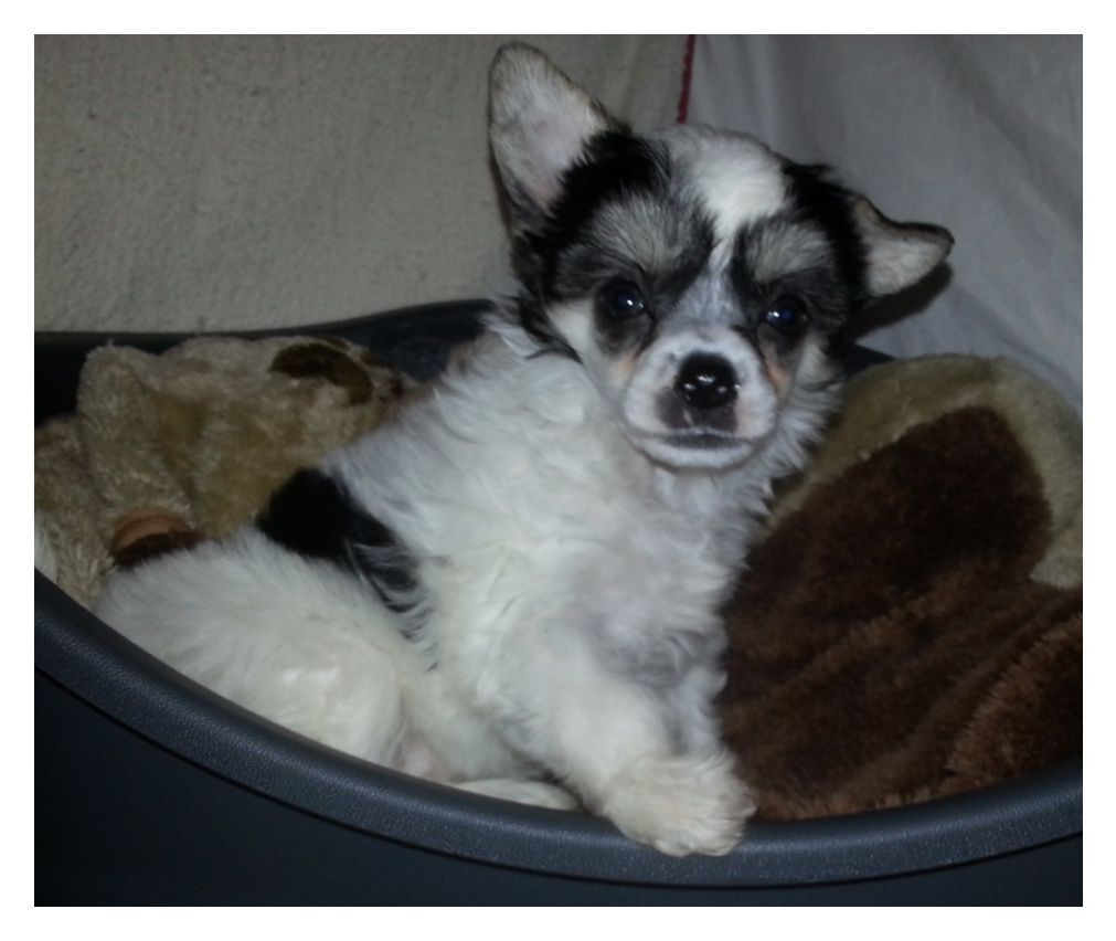 Little Crazy Cresteds Calida