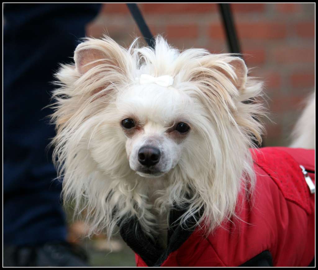 Little Crazy Cresteds Caipi