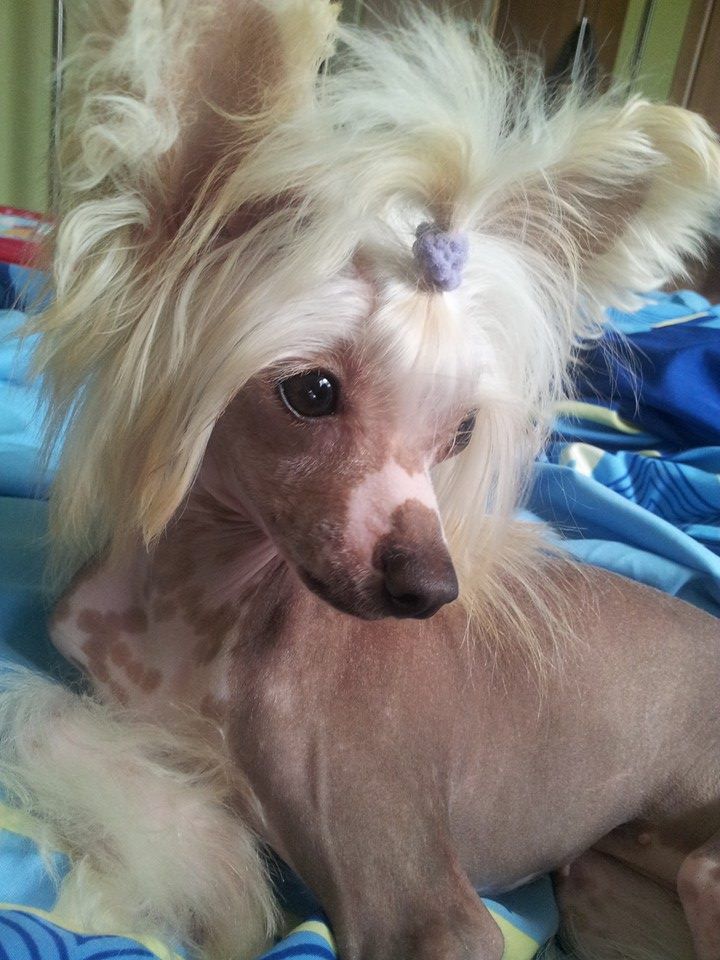 Little Crazy Cresteds Cythai