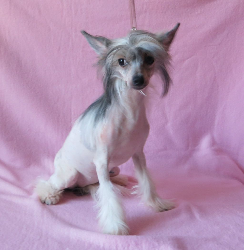 Vernisazh Mari Zolotaya Imperiya