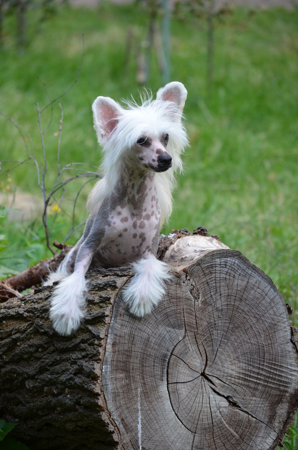 Magic of Success Integra Solar Fantasy