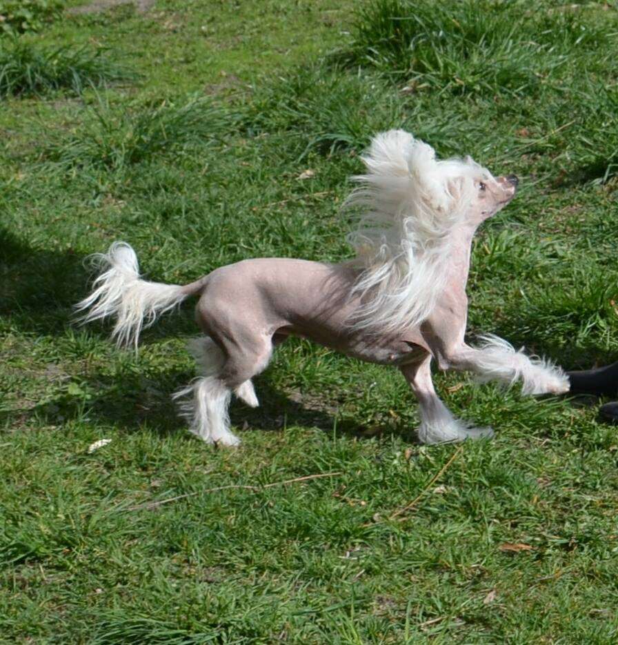 Magic of Success In Love Again