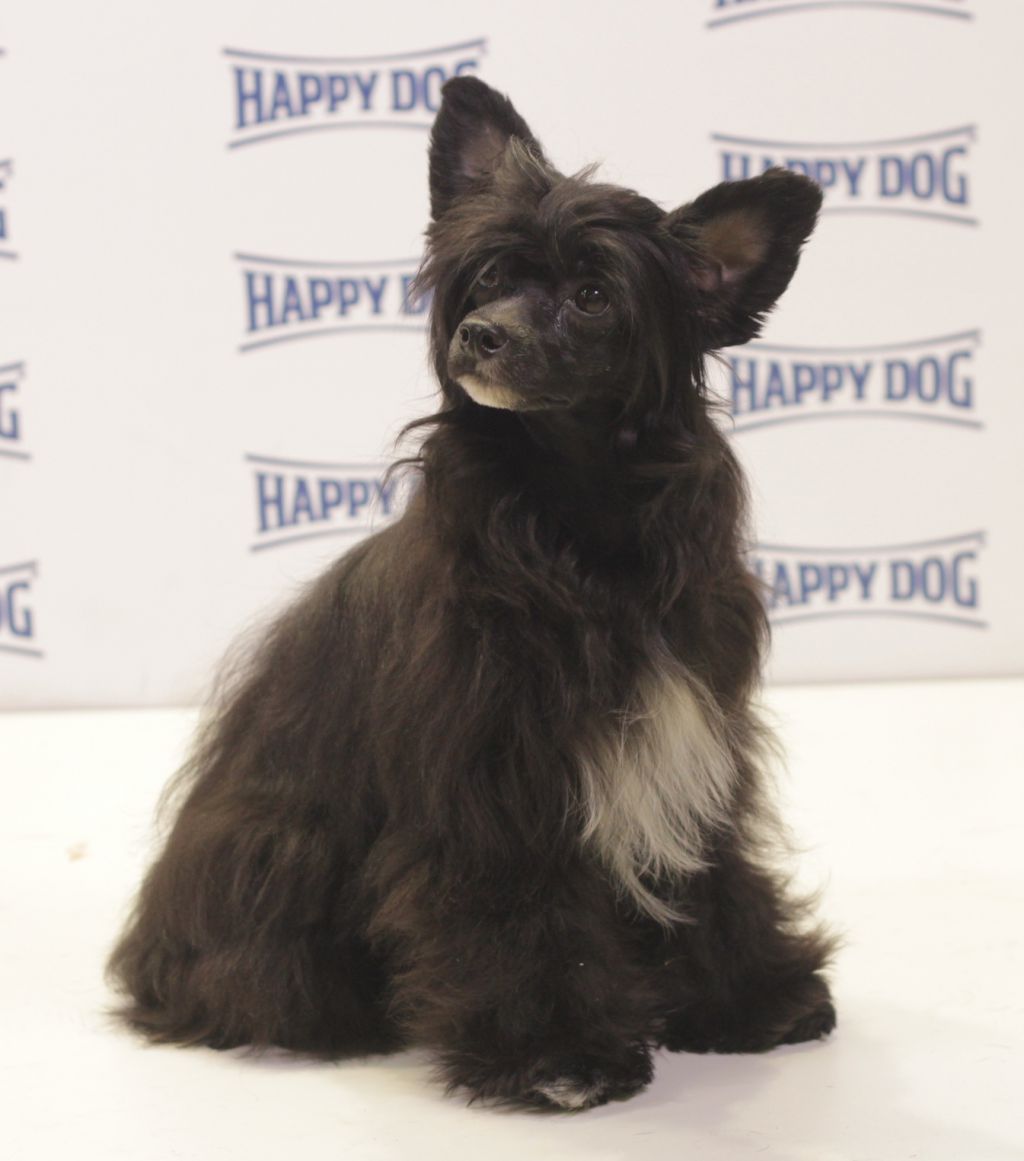 Opus Palmare Victoria