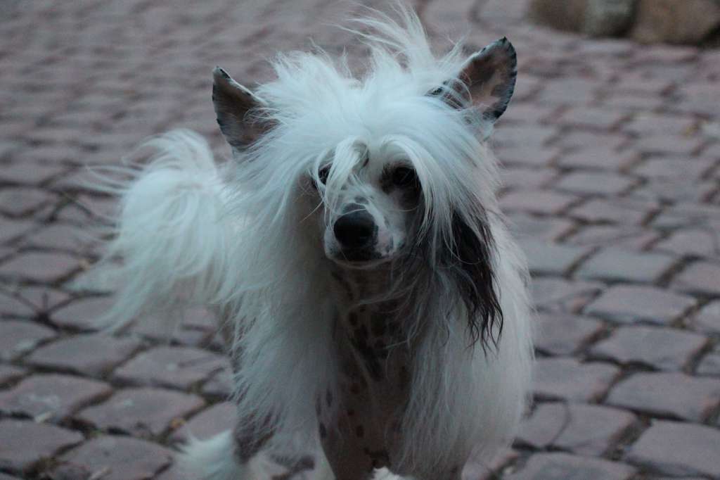 Opus Palmare Grand Prix for Bella Constanta