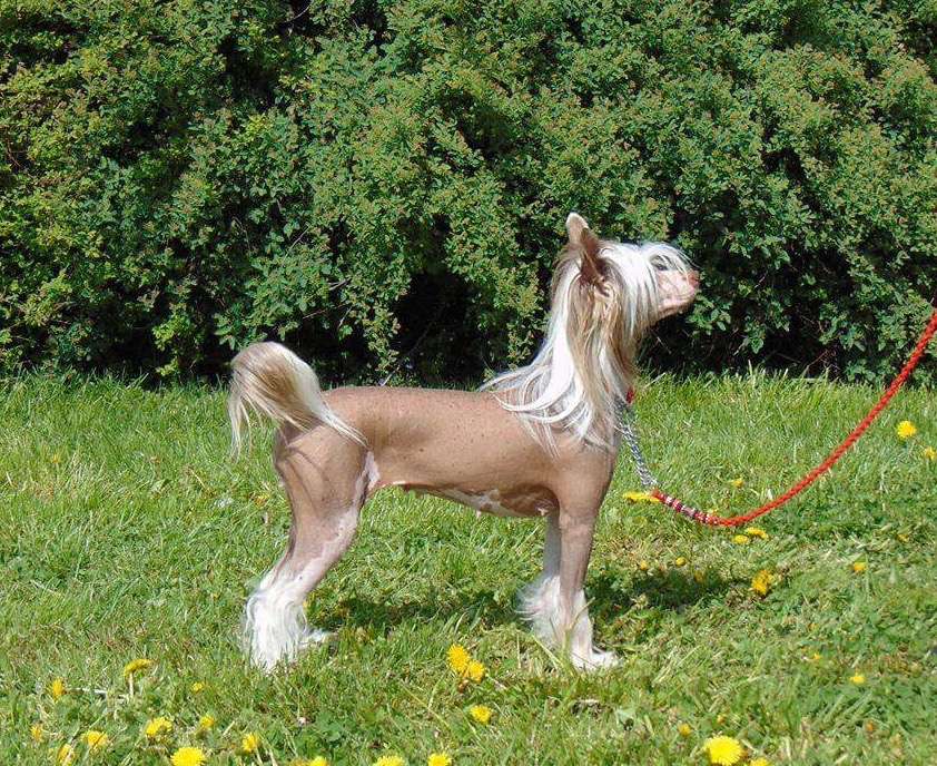 Opus Palmare Gosling Blast