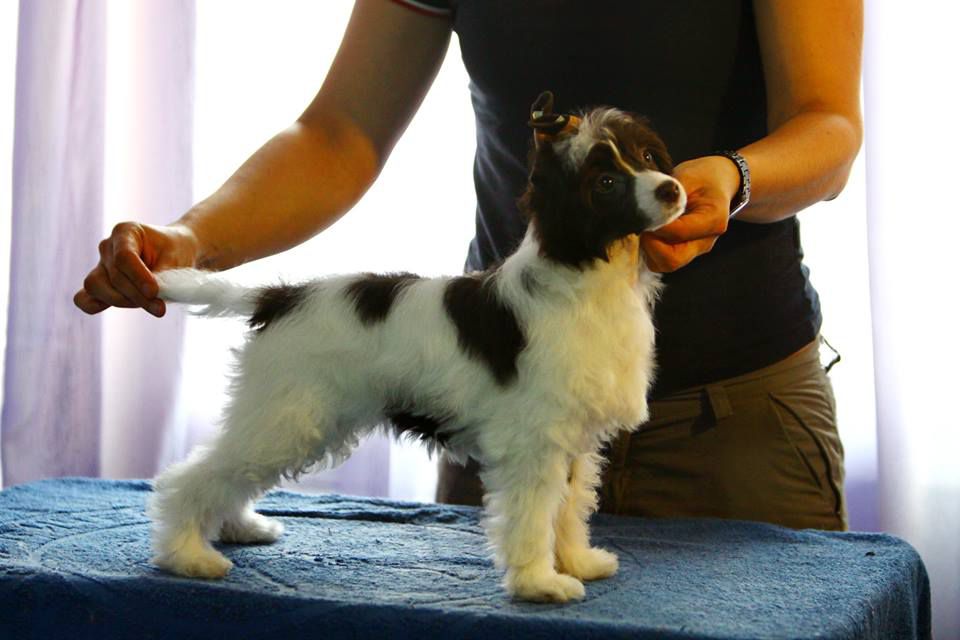 Opus Palmare Gully-squal