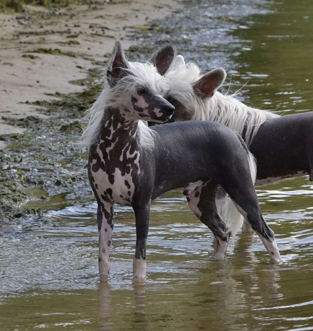 Legion of Dream Rain Drops