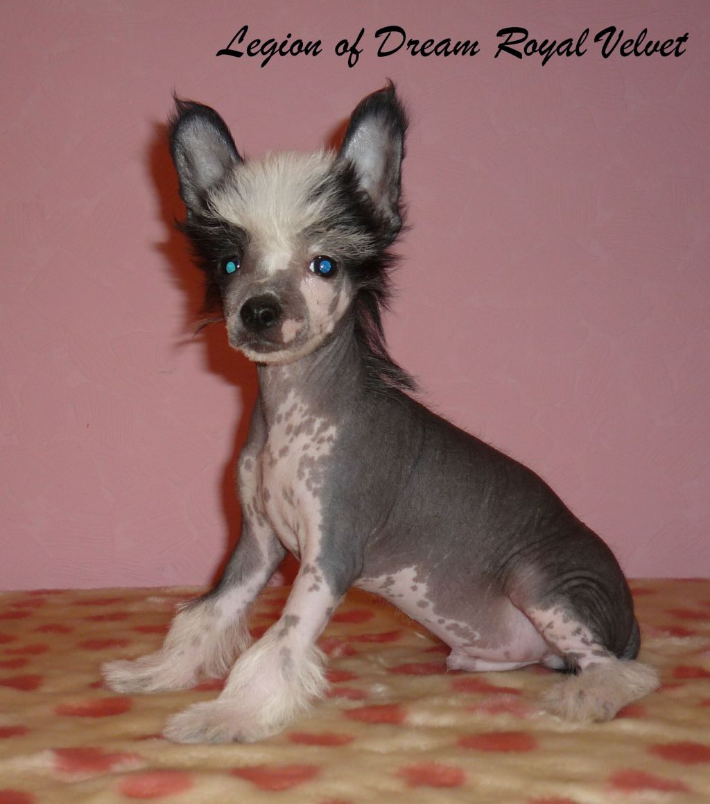 Legion of Dream Royal Velvet