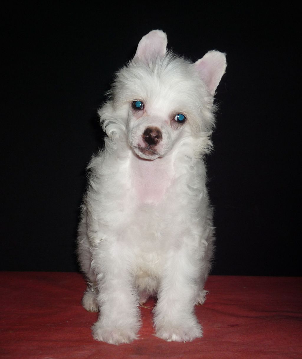 Legion of Dream Rotmon