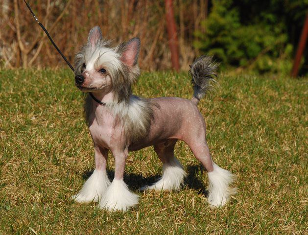 Golden Diamond Cresteds Thakoon