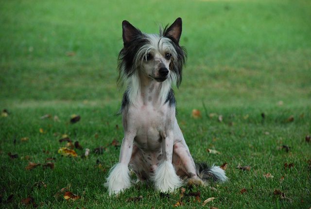 Golden Diamond Cresteds Toowoomba