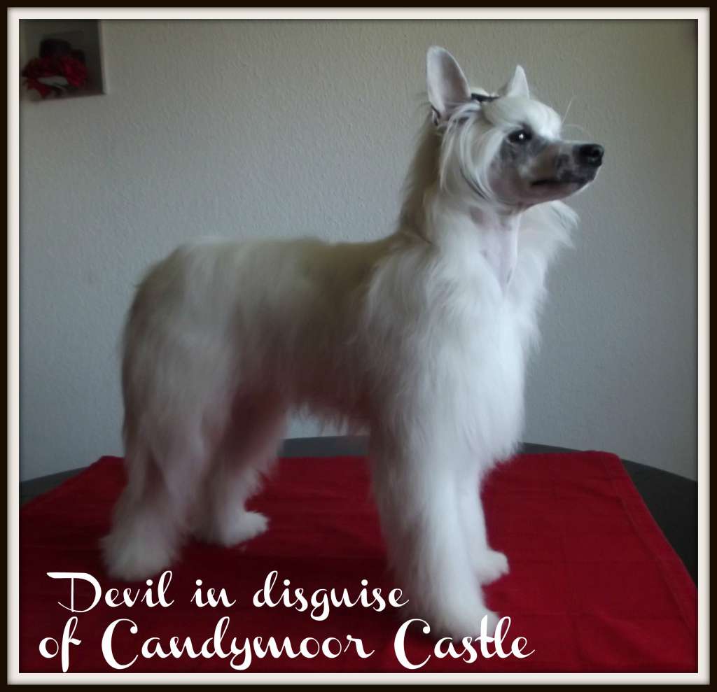 Devil in disguise of Candymoor Castle