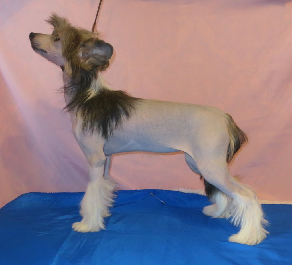 Vernisazh Mari Iolanta Gold