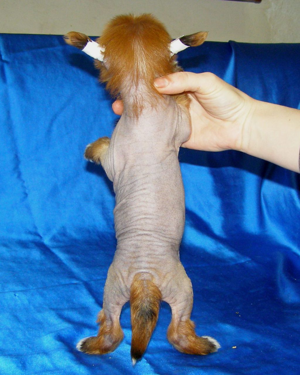 Udivitel"niy Malysh S Buhty Appolona